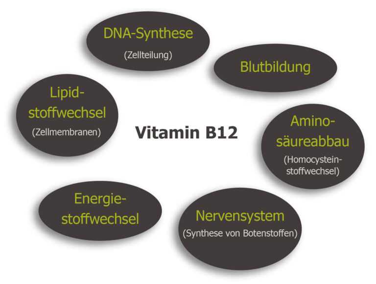 Übersicht der Funktionen von Vitamin B12